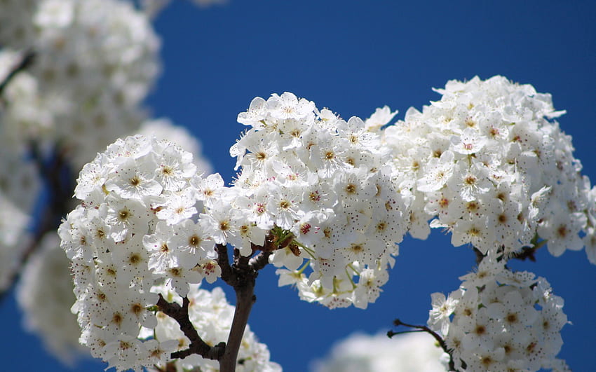 kwiaty, niebo, makro, drewno, drzewo, kwiat, kwitnienie, gałąź, wiosna Tapeta HD