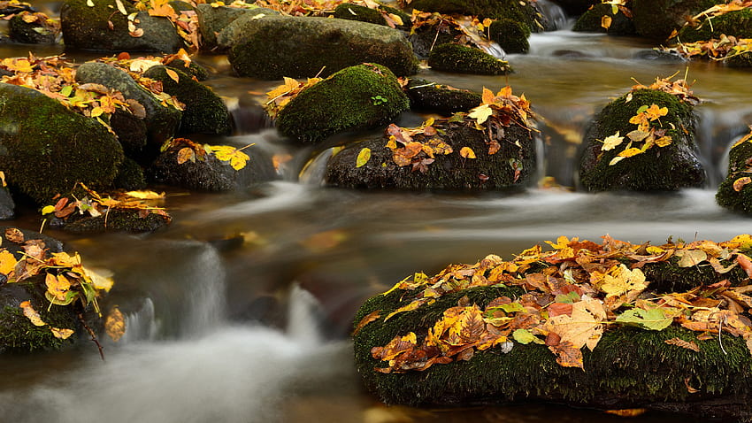 Grünalgen bedeckte Felsen am Fluss mit trockenen Blättern Natur HD-Hintergrundbild