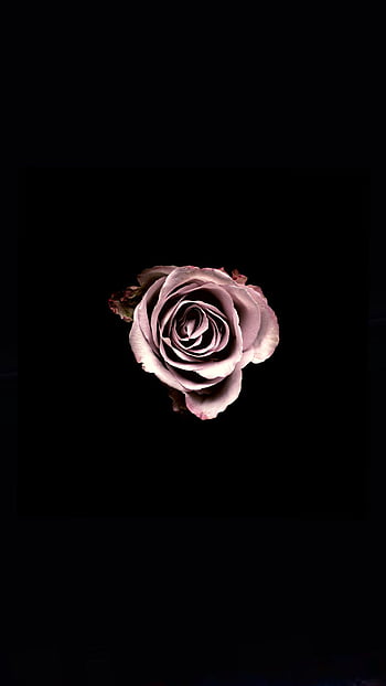 Black and rose gold phone HD wallpapers | Pxfuel