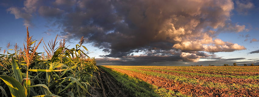 Nature, Sky, Clouds, Field, Panorama, Corn, Maize, Arable Land HD wallpaper