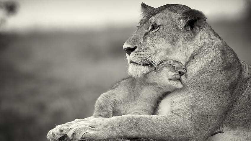 Майчина любов, животно, дете, любов, майка, лъв HD тапет