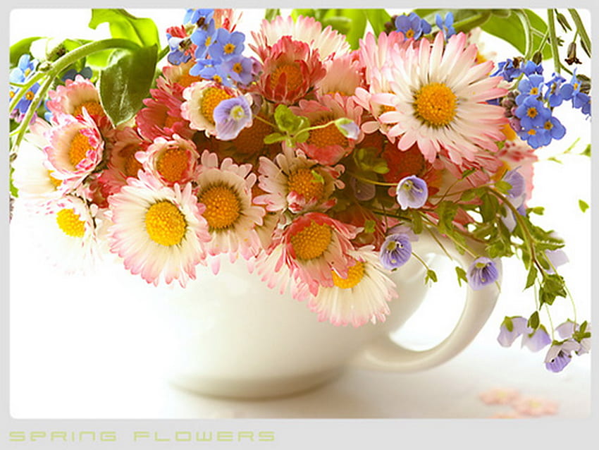 Tasse Duft, bunt, Frühling, Tasse, Gänseblümchen HD-Hintergrundbild