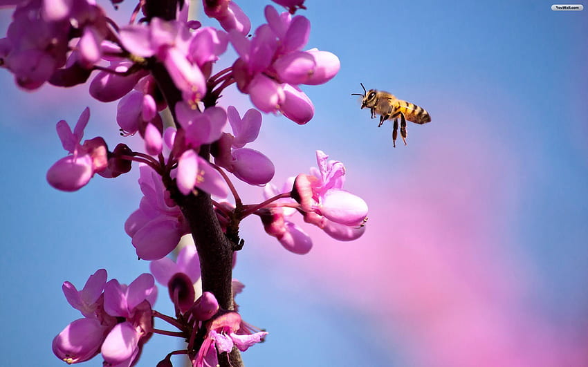 Apiculture . Apiculture, fond d'apiculture et, abeille et fleur Fond d'écran HD
