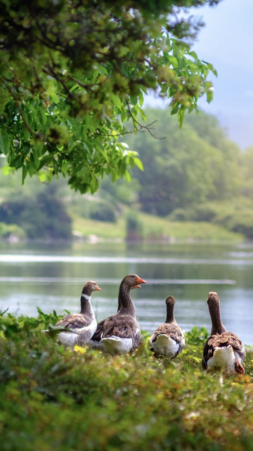 Wild geese, aquatic birds, lake, . Aquatic birds, Animals beautiful, Beautiful birds, Farm Lake HD phone wallpaper
