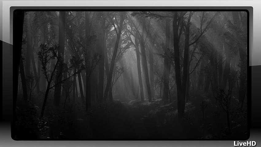 Dark Forest for Android, Deep Forest HD wallpaper | Pxfuel