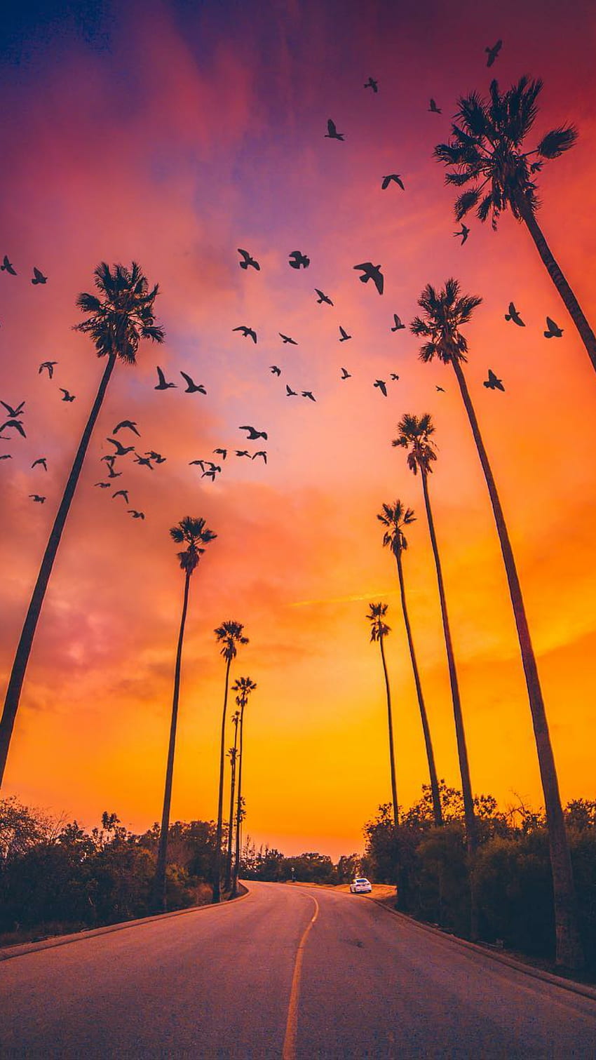 Palm Trees Sunset Nature iPhone nel 2019. Albero, California Palm Trees Sunset Sfondo del telefono HD