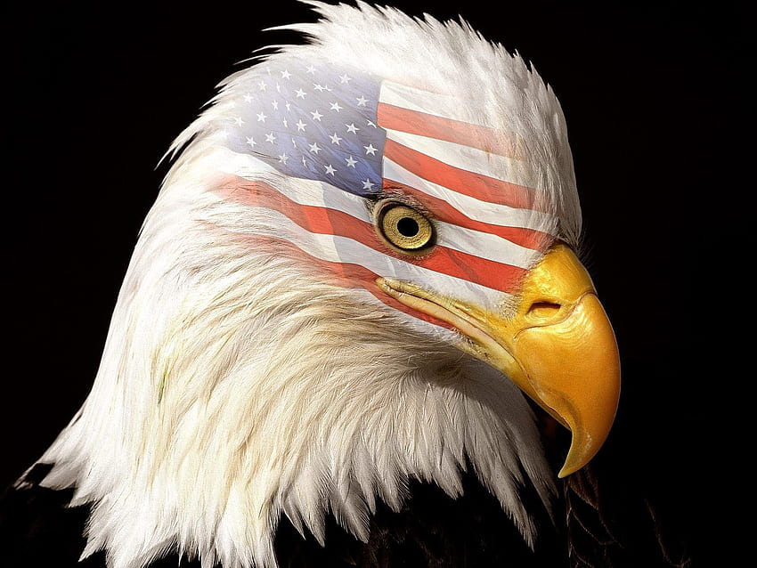 Eagles Flags Eagles Flags USA Bald Eagles [] for your , Mobile & Tablet. Explore Eagle Flag . Patriotic Eagle , American Eagle HD wallpaper