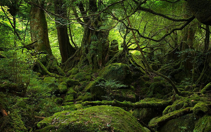 ป่ามอส พื้นป่า วอลล์เปเปอร์ HD
