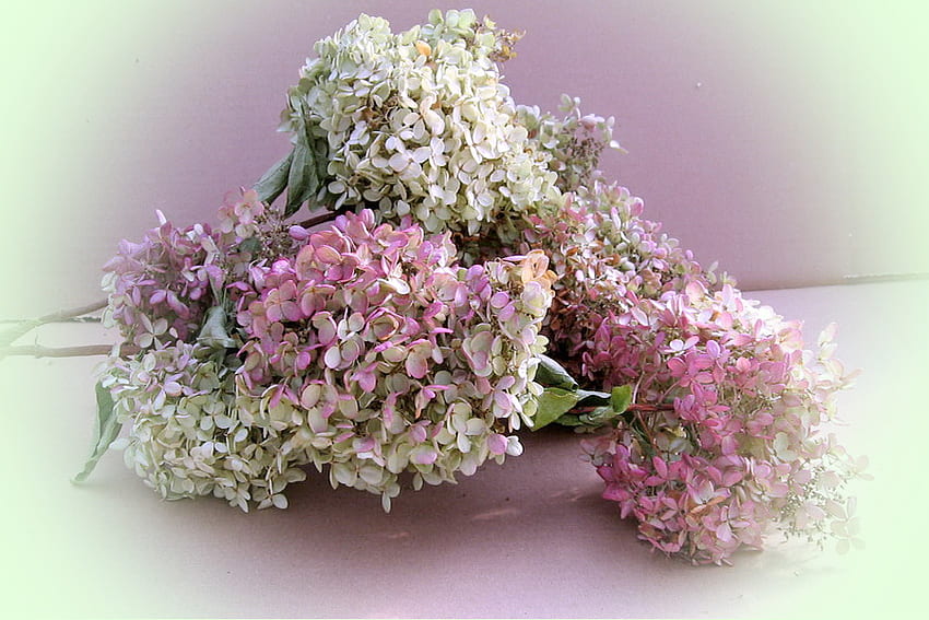 Hortensia, rosa, blanco, flores. fondo de pantalla