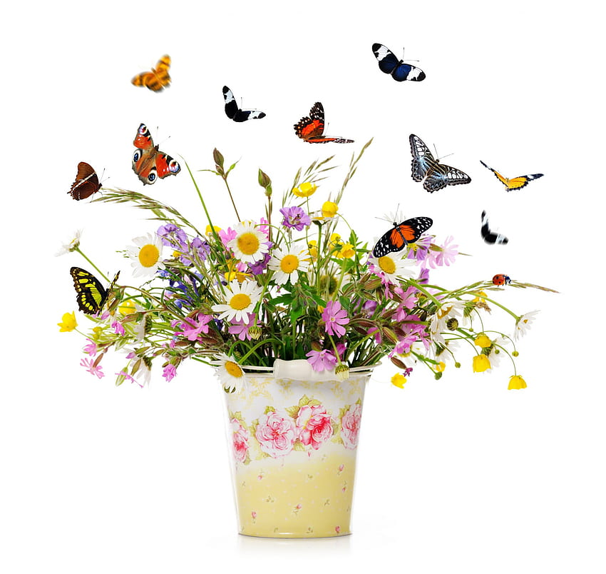 Wildblumen und Freunde, Farben, großartig, Frühling, frisch, Wildblumen, Schmetterling, Leben, Licht, hell, Liebe, Natur, Blumen, Freunde, winzig HD-Hintergrundbild