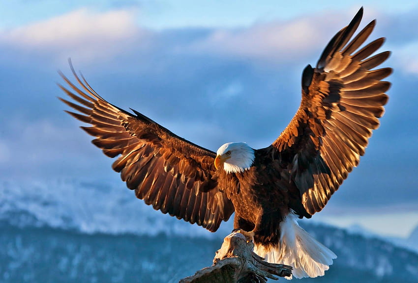 Bald Eagle , Eagle Flying HD wallpaper