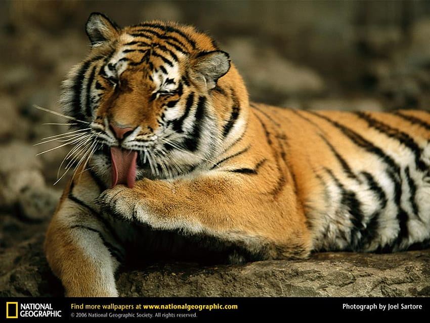 A Grooming Tiger, 호랑이, 동물, 고양이, 고양이, 호랑이 HD 월페이퍼