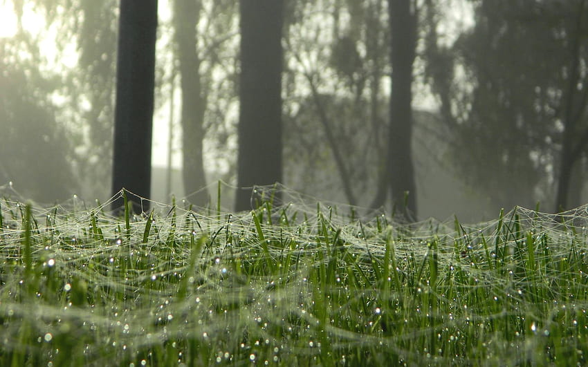 Teias de aranha na grama, teias de aranha, gotas de orvalho, árvores, Letônia, grama papel de parede HD