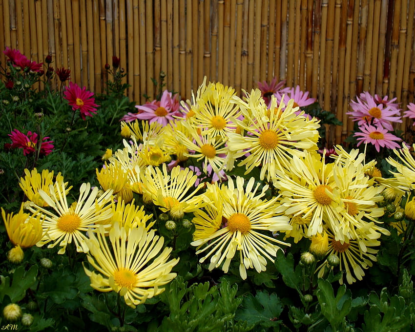 Mamans jaunes, printemps, fleurs, été, plante, fleur, jaune, chrysanthème, graphique, fleur Fond d'écran HD