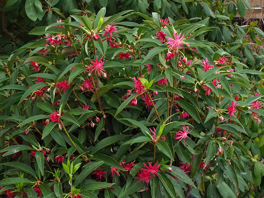 Illicium 'Scorpio' (arbusto de anis de Escorpião, flor de estrela de Escorpião). Caixa de ferramentas para plantas de jardinagem da Carolina do Norte papel de parede HD