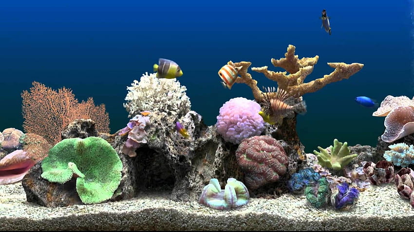 Moving Aquarium HD wallpaper