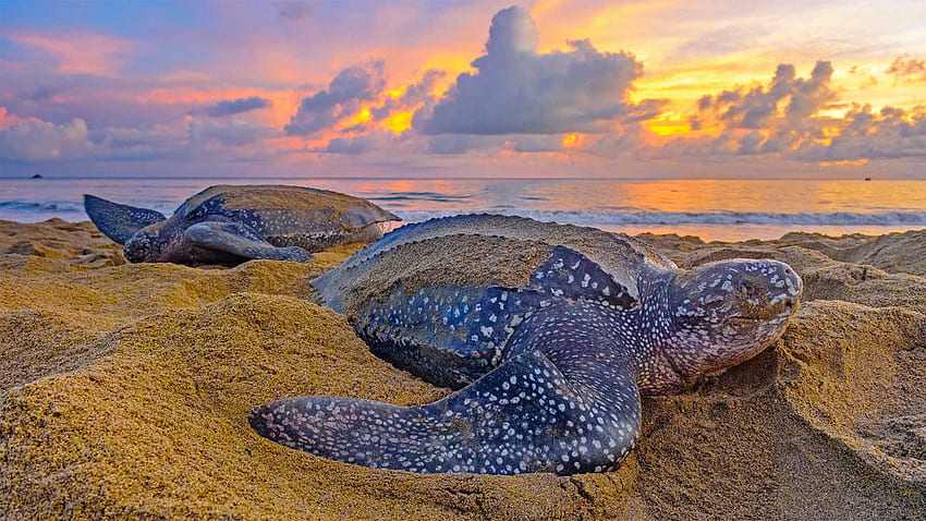 Leatherback Sea Turtles In Trinidad And Tobago bing - Leatherback Sea Turtle - & Background HD wallpaper