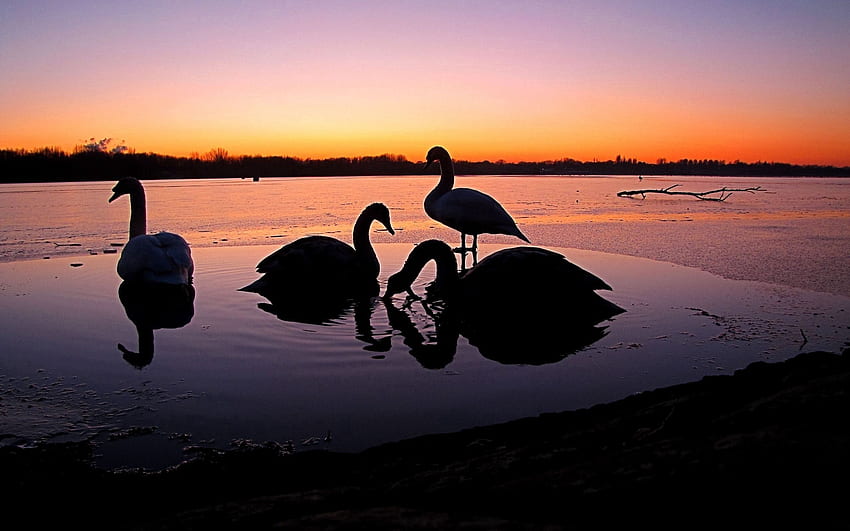 Animals, Birds, Rivers, Sunset, Swans HD wallpaper