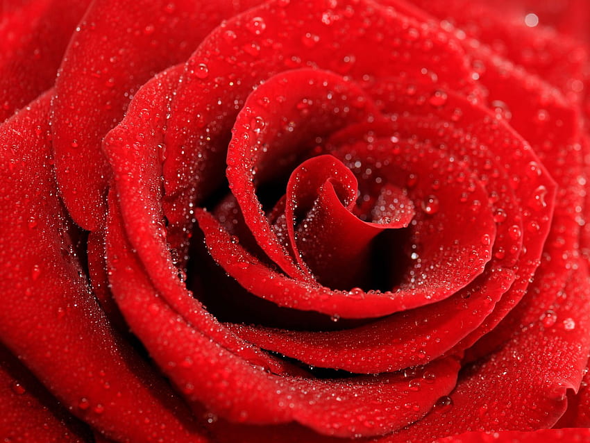 3d red roses HD wallpapers | Pxfuel