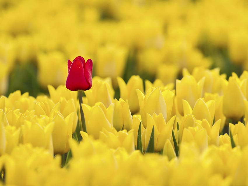 Red Tulip Among Yellow, yellow, red, nature, flowers, tulips HD wallpaper