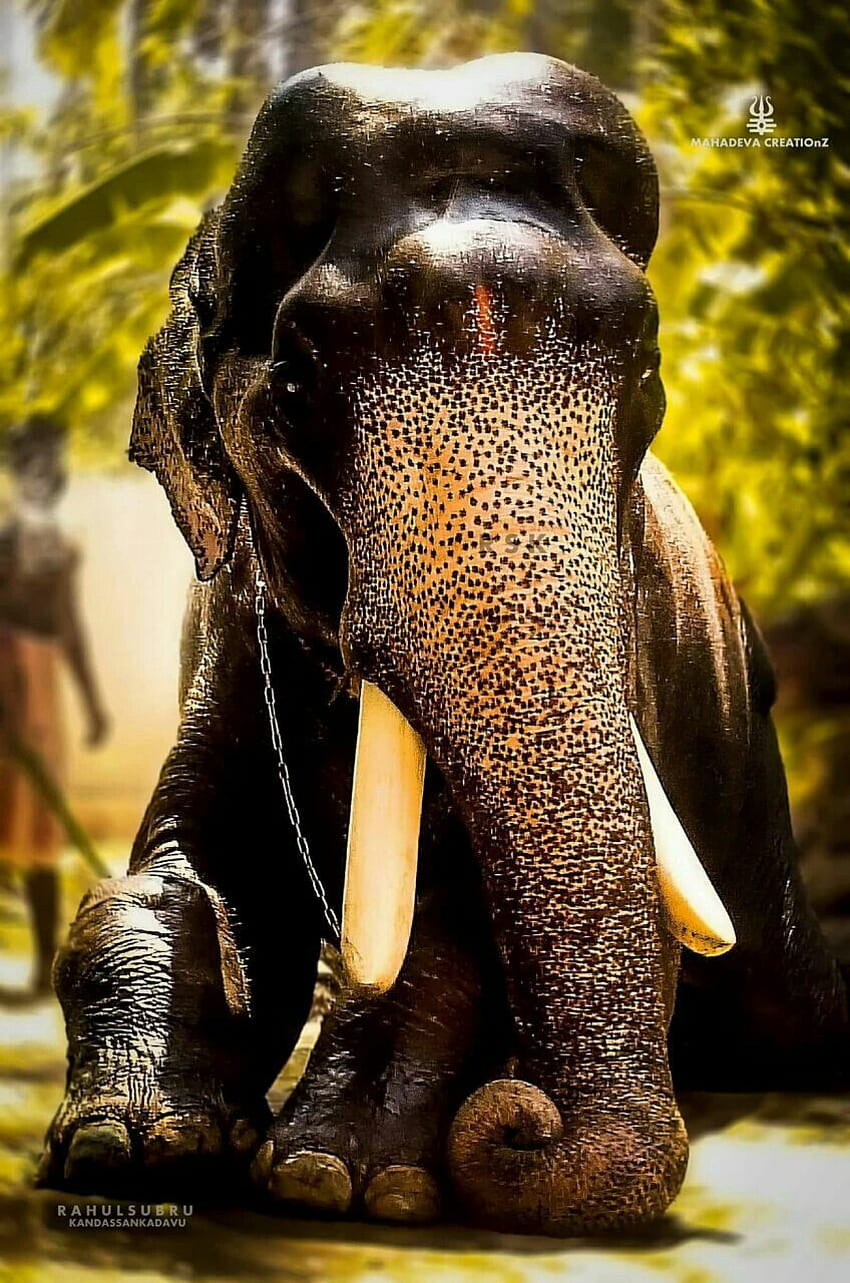 Arunkumar Nair on Elephants. Elephant , Elephant , Elephants , Kerala Elephant HD phone wallpaper