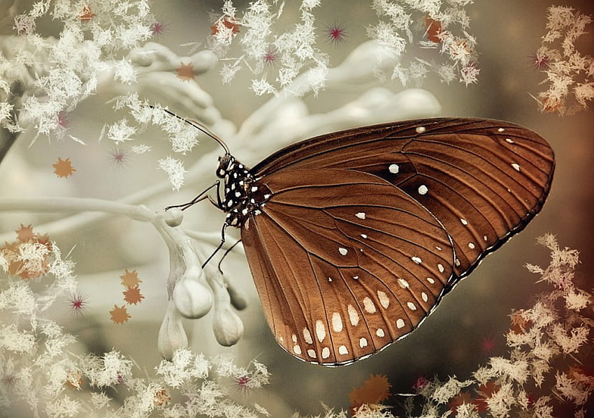 Butterfly , SOFT, NATURE, COLORS, BUTTERFLY HD wallpaper
