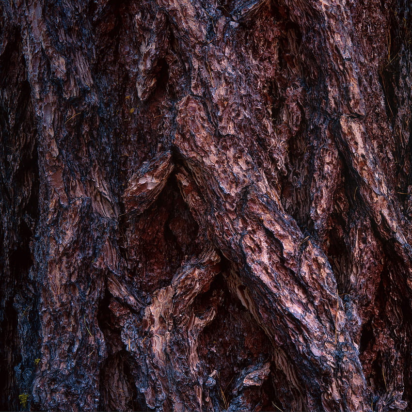 나무, 트리, 텍스처, 표면, 나무 껍질 HD 전화 배경 화면