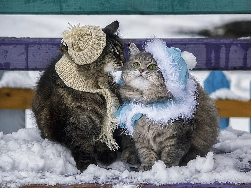 Réunion d'hiver, animal, daykiney, mignon, chat, pisici, iarna, couple, écharpe, chapeau Fond d'écran HD