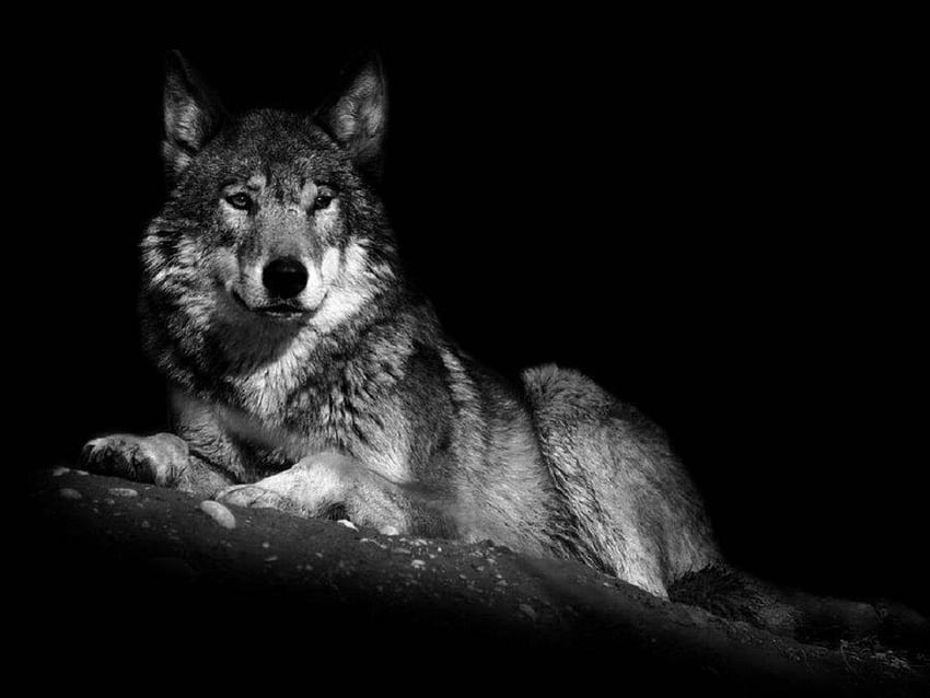 Wolf Black & White Shot, animals, black and white, dogs, , wolf HD wallpaper