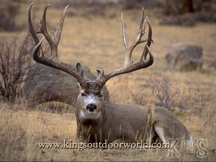 Deer Background. quot big foot mule deer, Buck HD wallpaper