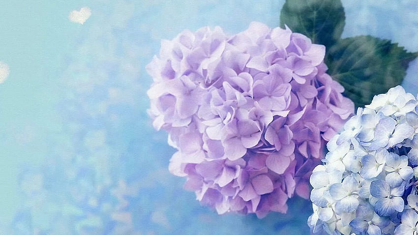 Hydrangea ungu. Cantik alami. Hydrangea Wallpaper HD