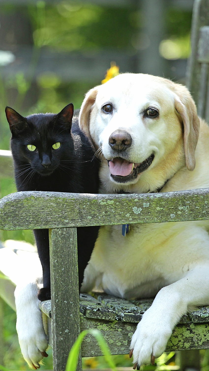 Cat And Dog, Dog Outside, Black Cat, sitting on bench HD phone wallpaper