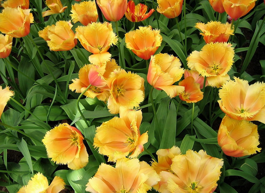 Flowers, Tulips, Greens, Flower Bed, Flowerbed, Disbanded, Loose, Spring, Terry HD wallpaper