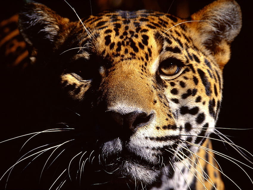 Wild Animals Eyes Jaguar You Are Viewing The Named 328292, Cool Jaguar HD wallpaper