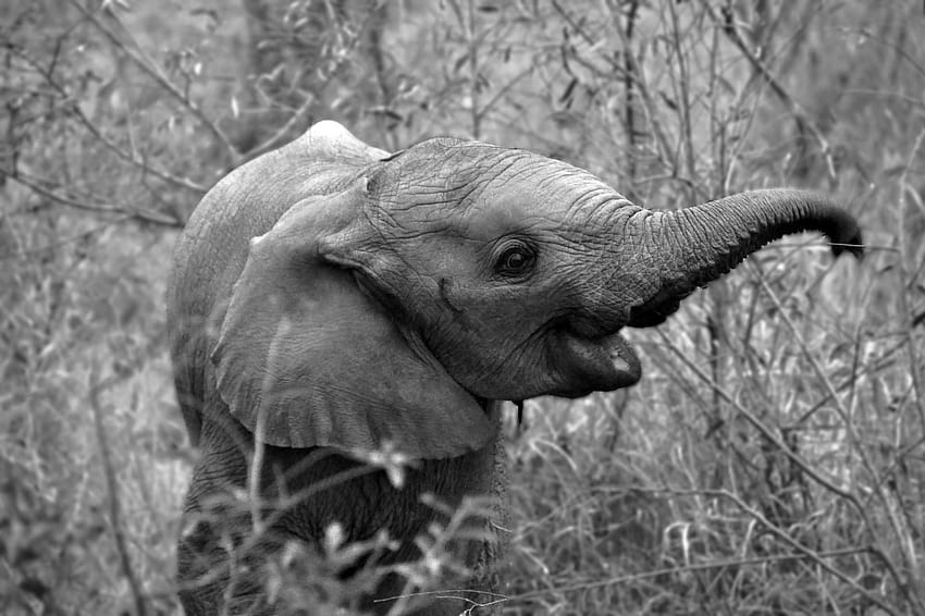 Cute Elephant iPhone , Baby Elephant Dark HD wallpaper