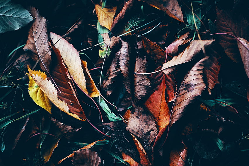 Nature, Grass, Autumn, Leaves, Wet, Humid, Fallen HD wallpaper