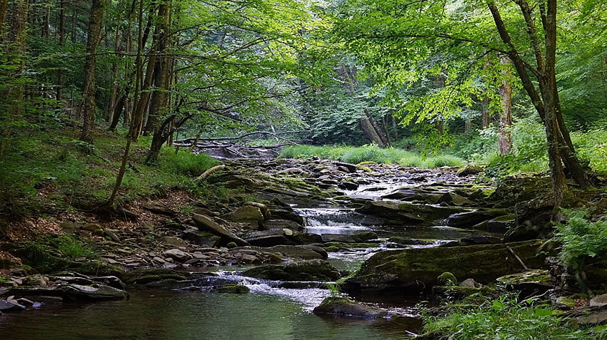 USA West Virginia, Alam sungai Monongahela, Creek Wallpaper HD