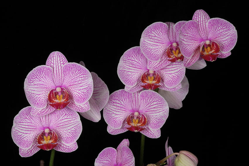 Flowers, Pink, Branch, Black Background, Orchid, Exotic, Exotics HD wallpaper