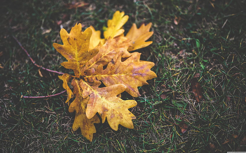 Falling Oak Leaves, Oak Leaf HD wallpaper