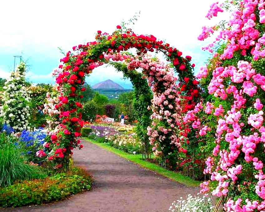 Красива розова градина - красив фон на розова градина, английска розова градина HD тапет