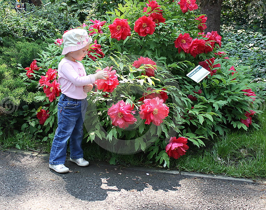 Малко момиче до храст божур, момиче, цветя, храст, червено HD тапет