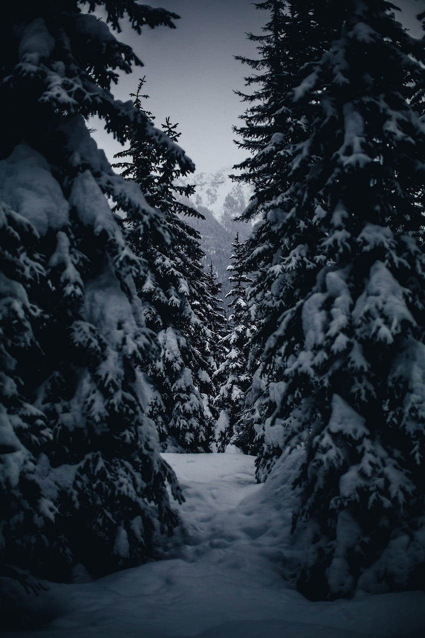 Зима, Природа, Дървета, Покрити със сняг, Заснежени, Проход HD тапет за телефон