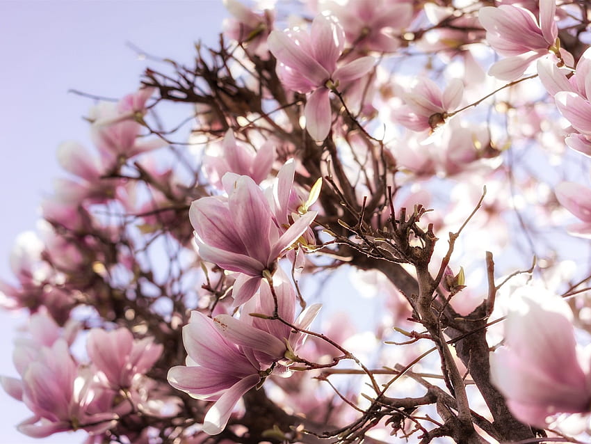 マグノリアの開花、木、ピンクの花、春、 高画質の壁紙