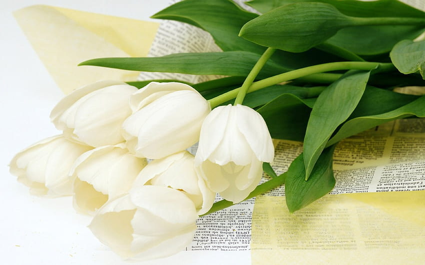 White Tulips, flowers, wrapping paper HD wallpaper