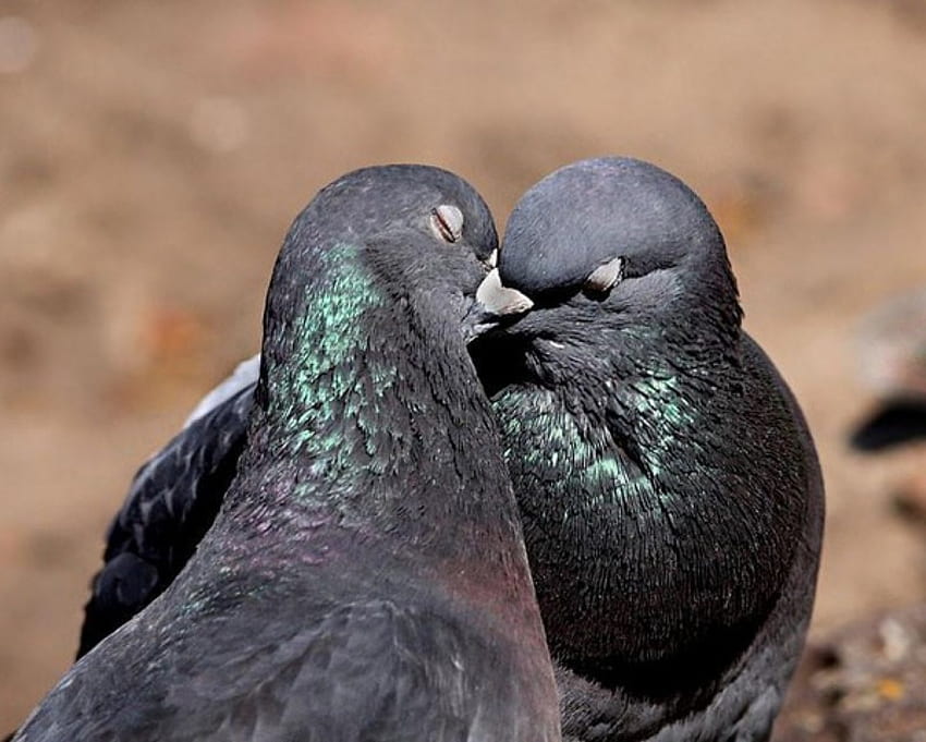 Pigeon in Love สัตว์ นกพิราบ นก ความรัก วอลล์เปเปอร์ HD