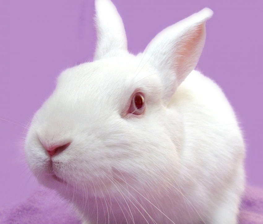 Бяло зайче, животно, розово, бяло, сладко, червени очи, Великден, заек HD тапет