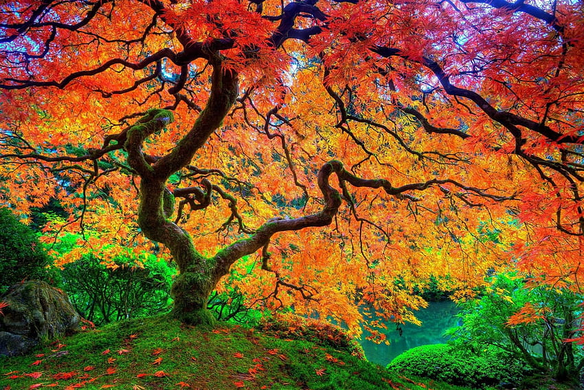 Trees: Beauty Tree Autumn Season Natural Maple U Leaf Japanese, Japanese Nature HD wallpaper