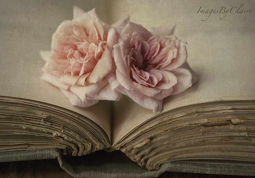 シェイクスピアとバラ、静物、古い、ピンク、2 本のバラ、開いた本 高画質の壁紙