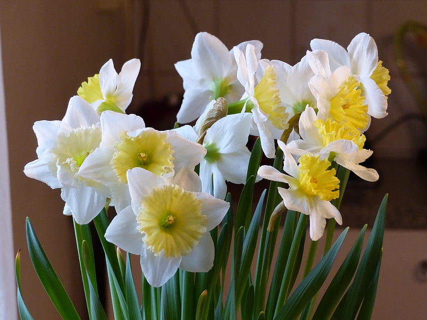 Spring, white, yellow, colors, flowers HD wallpaper | Pxfuel