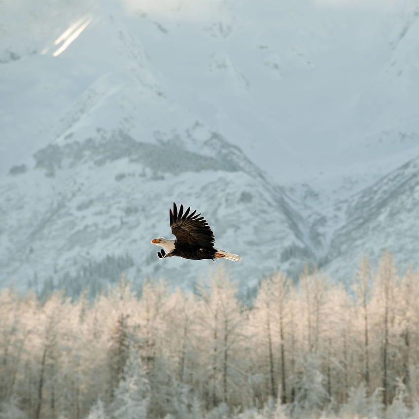 Орел в зимна среда 2048 X 2048 IPod 3, фон. Верига HD тапет за телефон